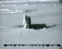 海狼在极地，图为北极熊攻击升起的潜望镜